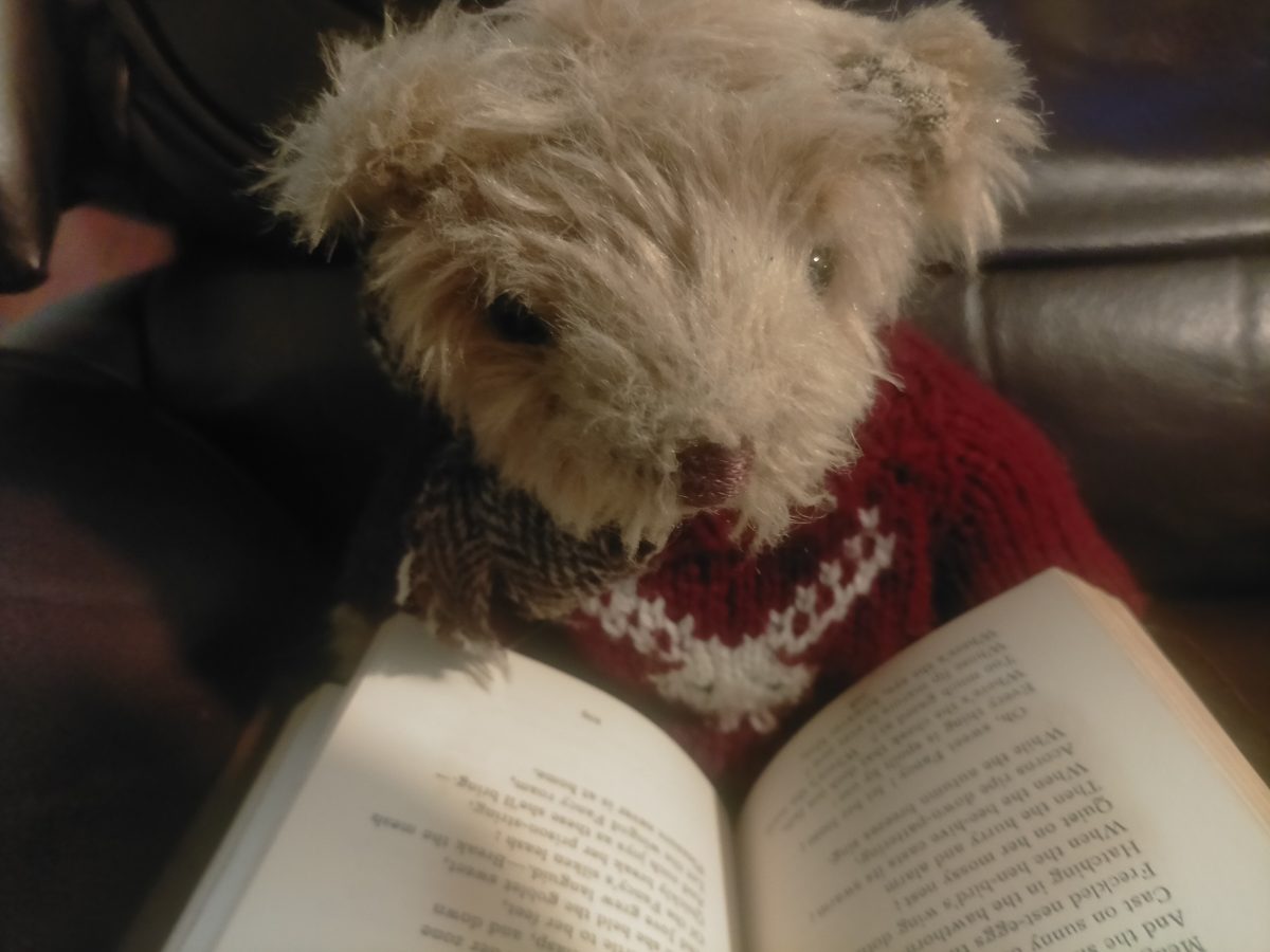 teddy bear reading a book